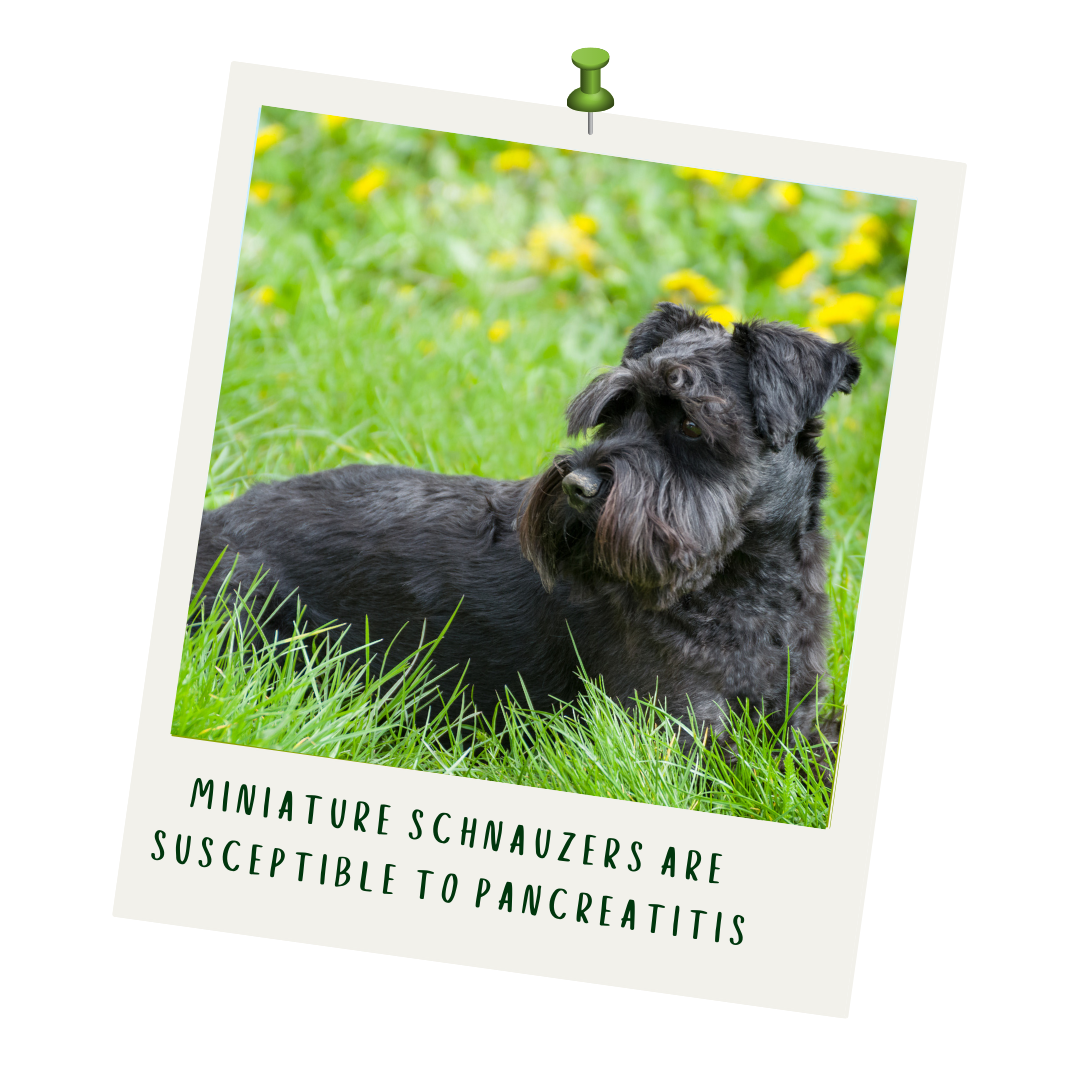 Pancreatitis 1